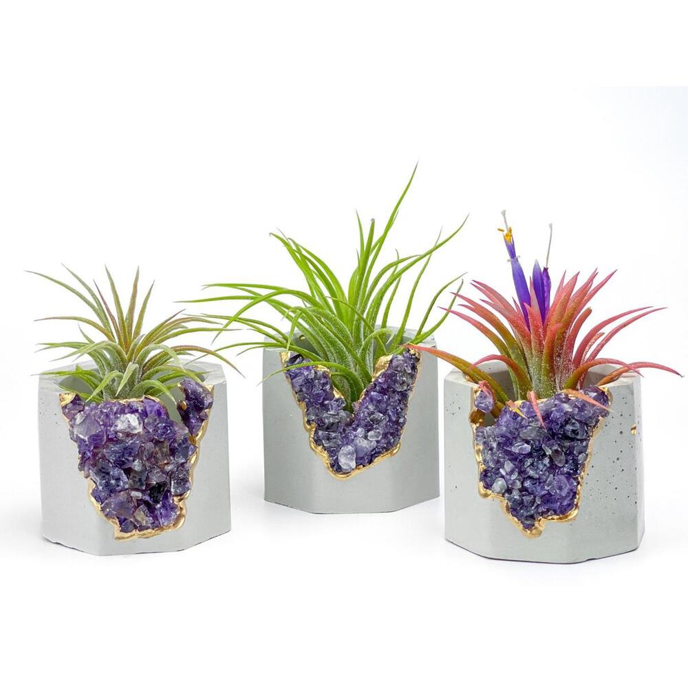 Purple Small Air Plant Holder Display Stand Fern Tillandsia